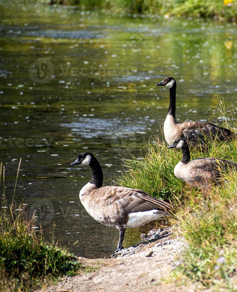 Canadian Geese Standing By The Water In Yellowstone National Park photo