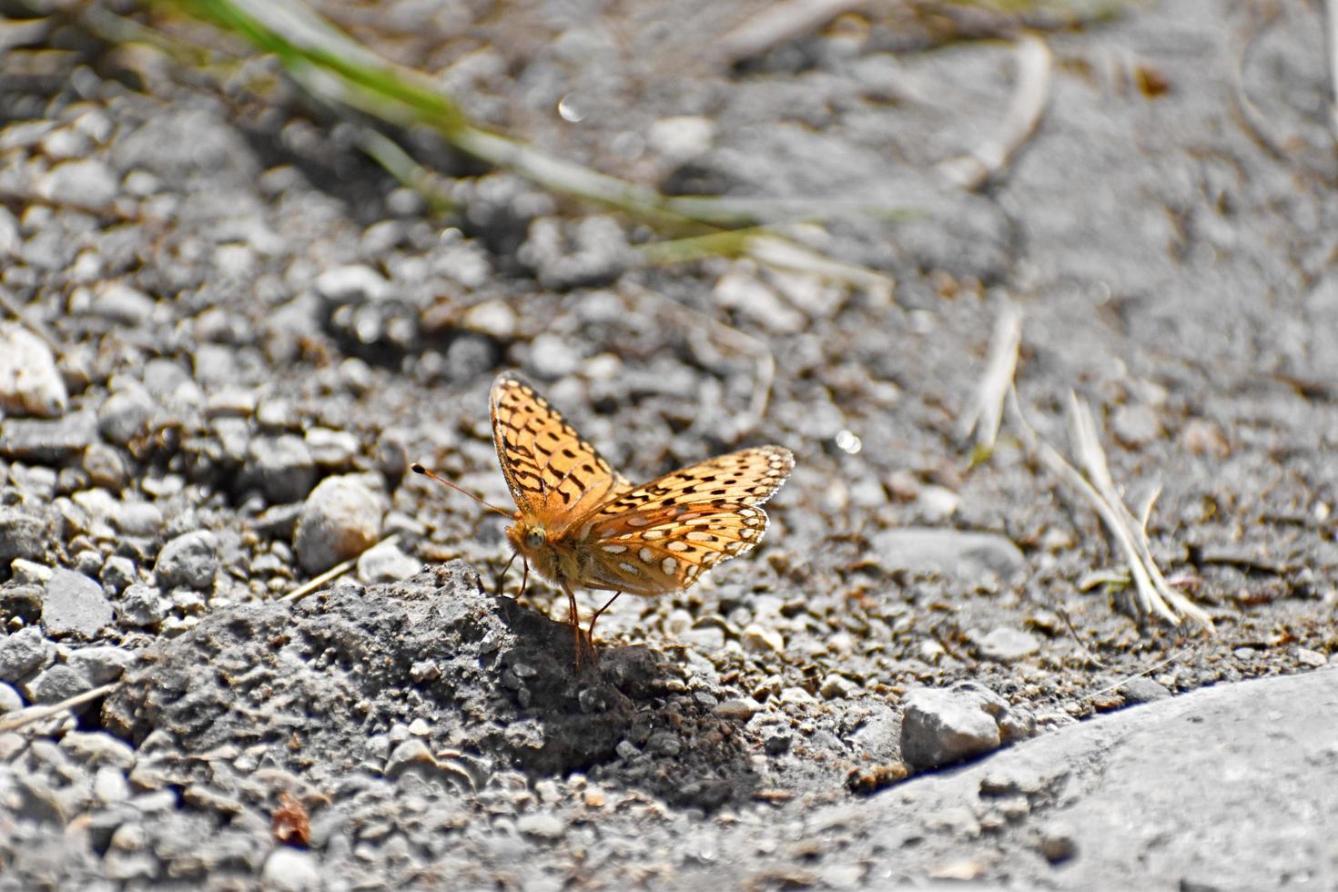 Beautiful Orange And Black Butterfly In Yellowstone National Park photo