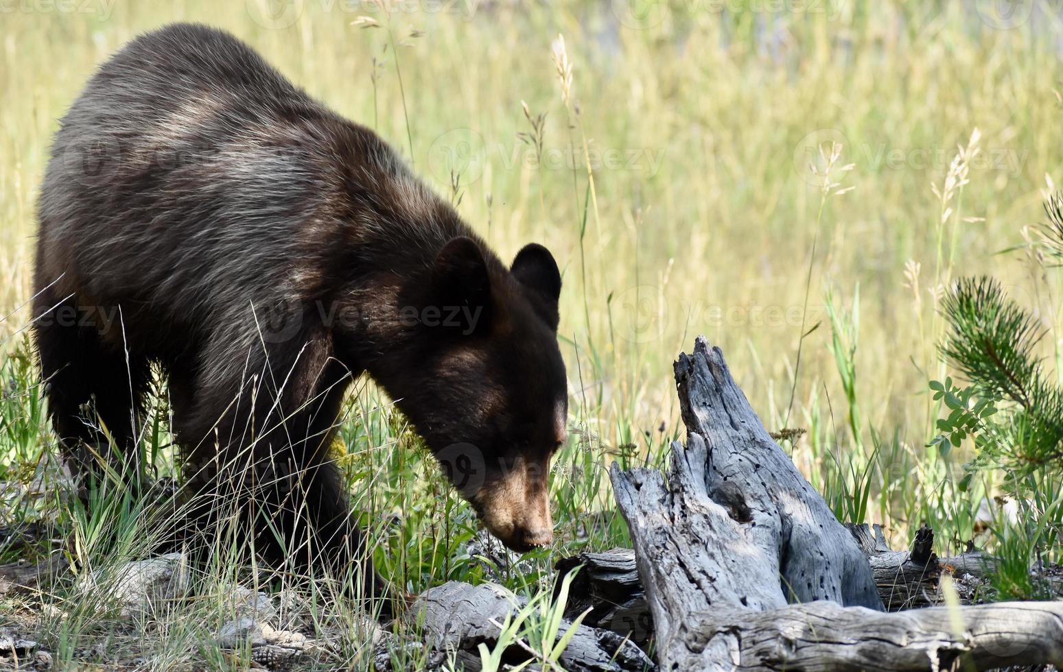 Brown Bear In Yellowstone National Park photo