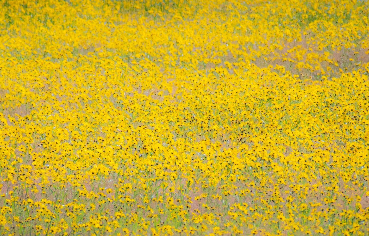 Digital Art Background Of A Field Of Yellow Wildflowers In Yellowstone National Park photo