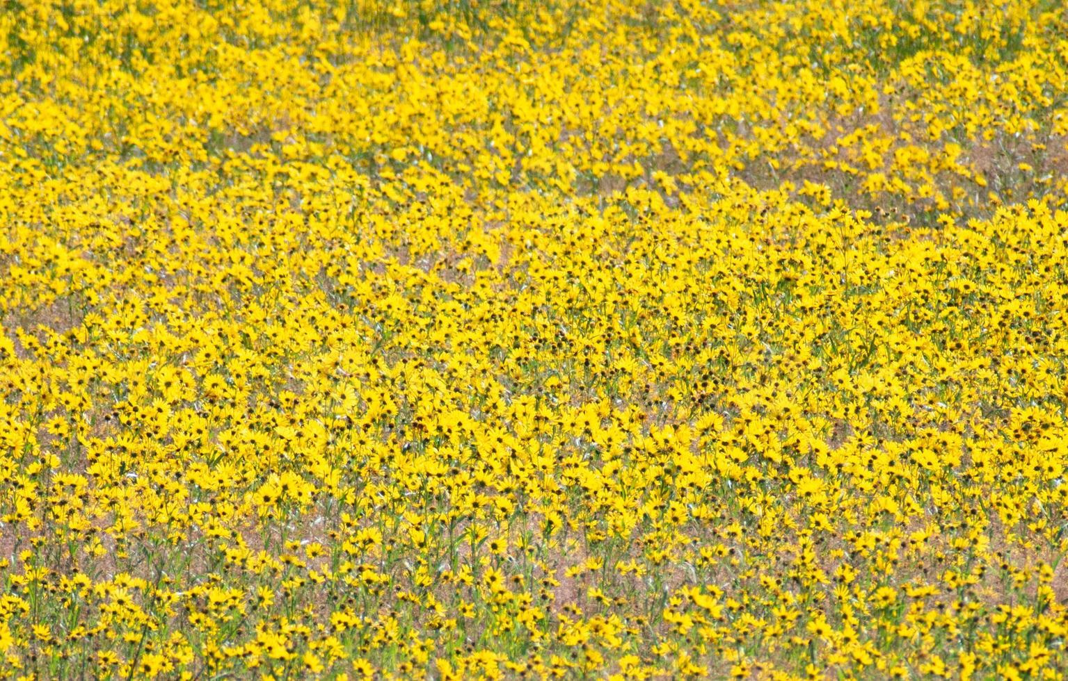 Field Of Brown-Eyed Susans Yellow Wildflowers In Yellowstone National Park photo