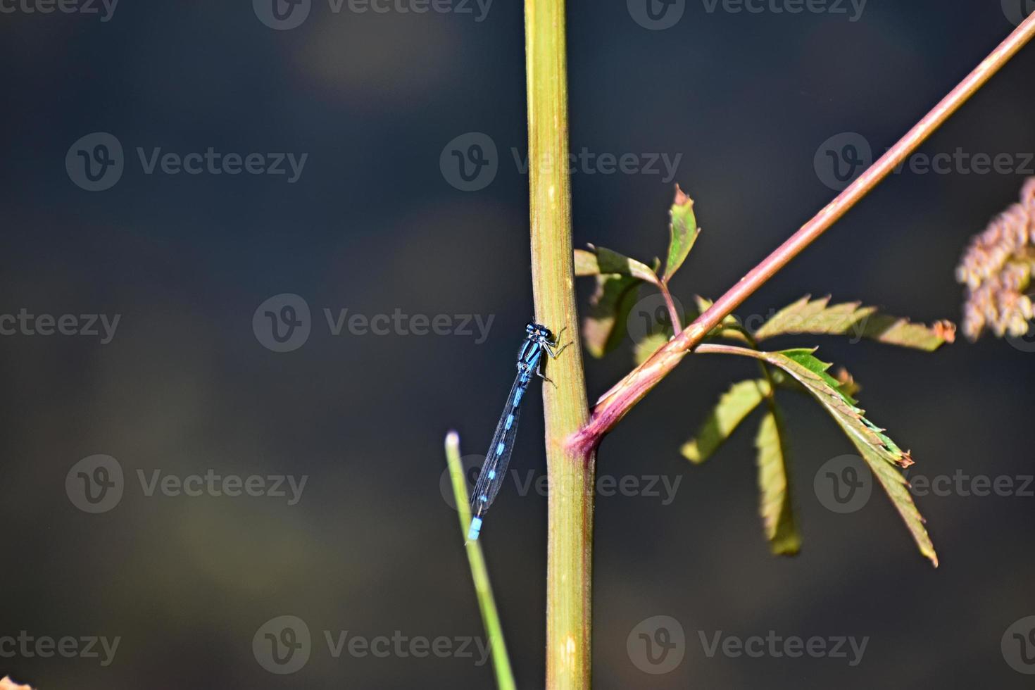 Blue Dragonfly In Yellowstone National Park photo