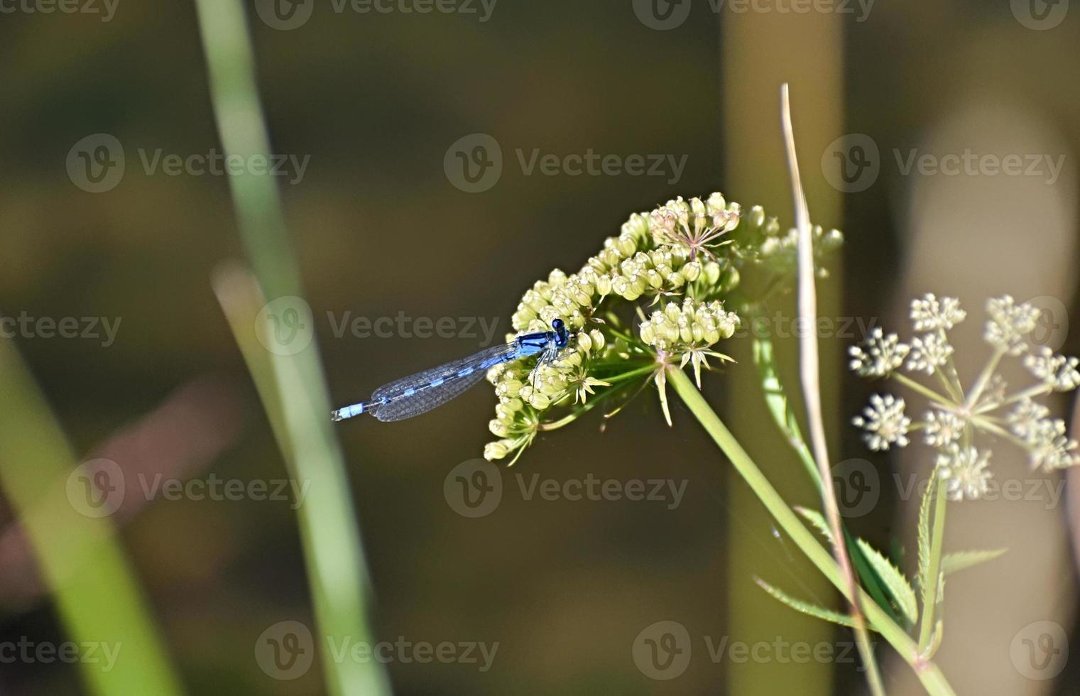 Blue Dragonfly On A Wildflower In Yellowstone National Park photo