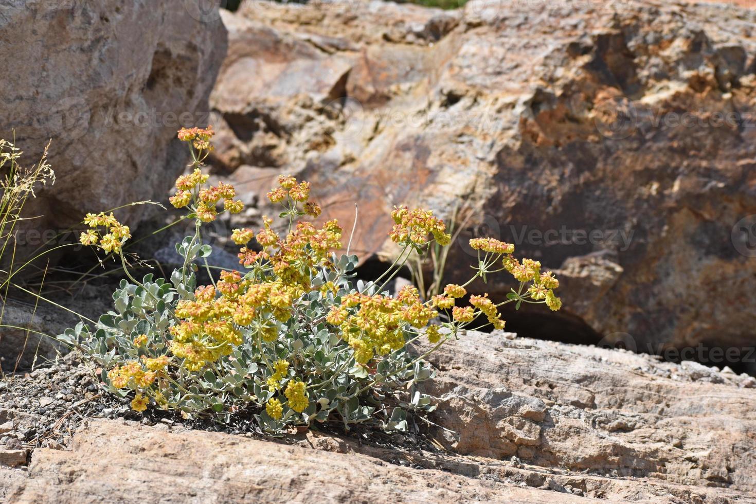 Yellow Wildflowers Growing Out Of A Rock In Yellowstone National Park photo