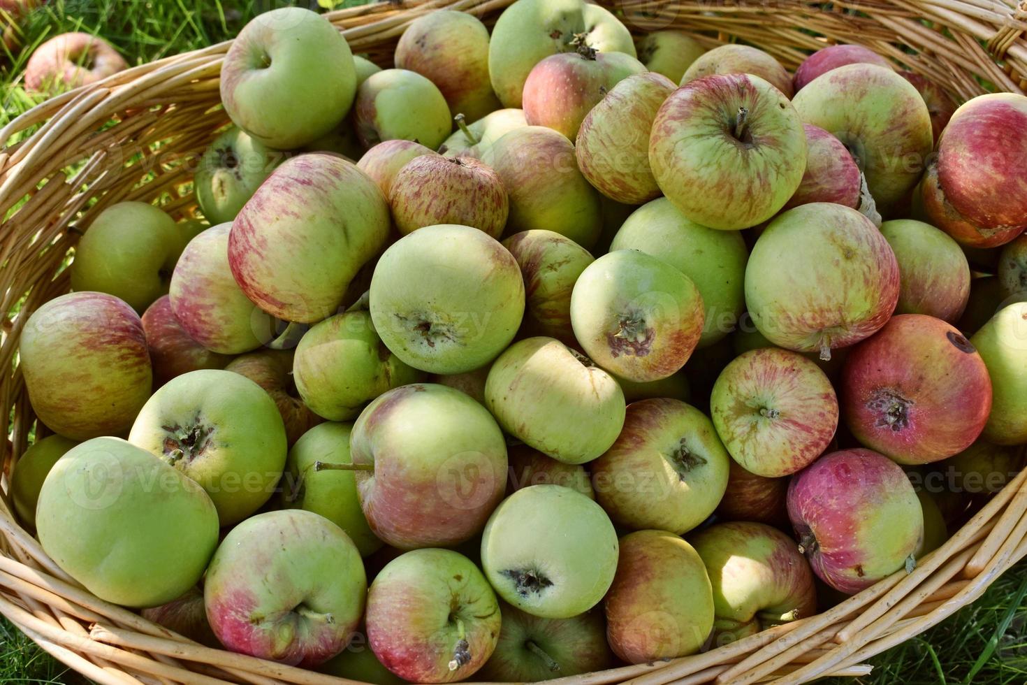 Fall Harvest Basket Of Sweet Apples photo
