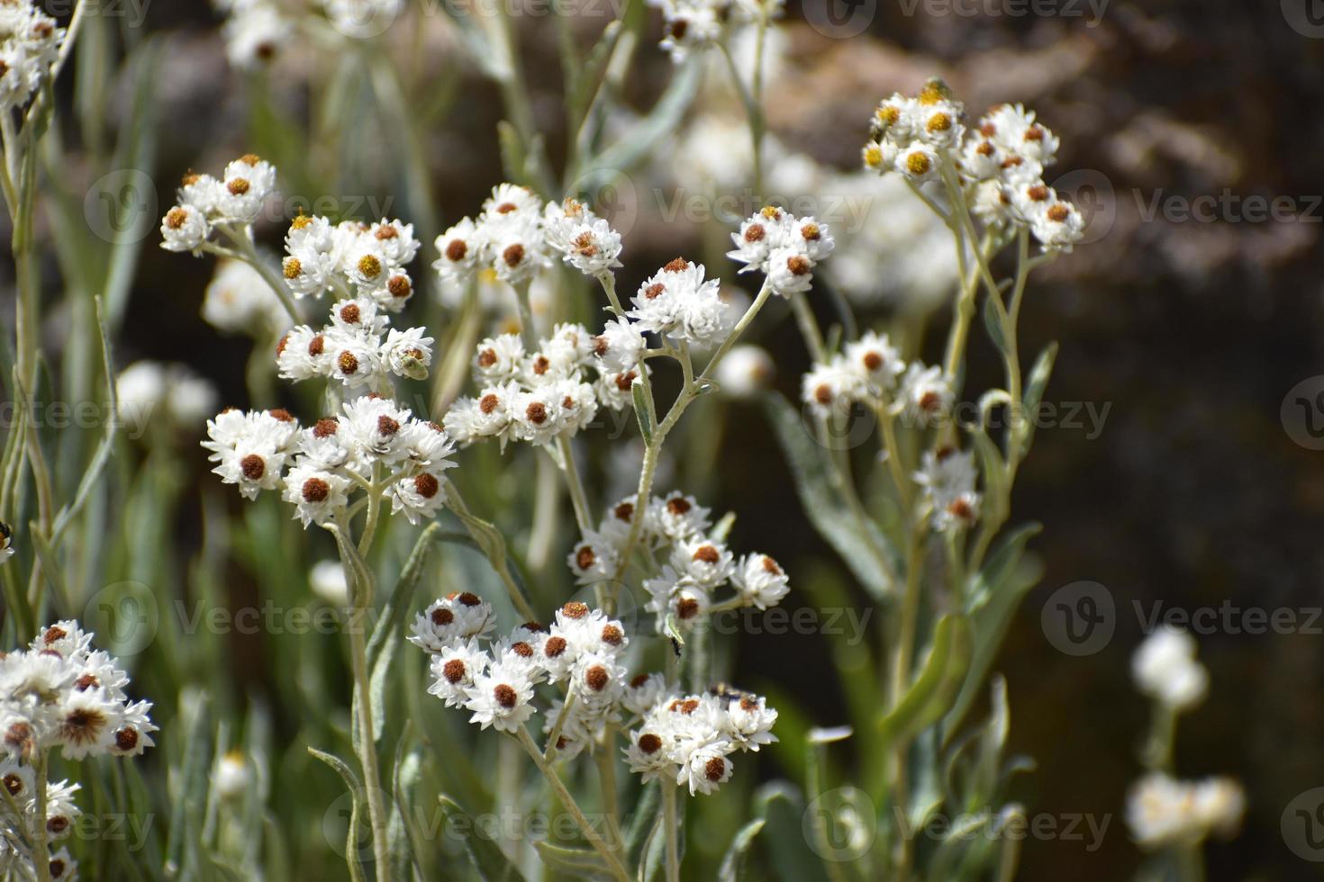 White Wildflowers In Yellowstone National Park photo