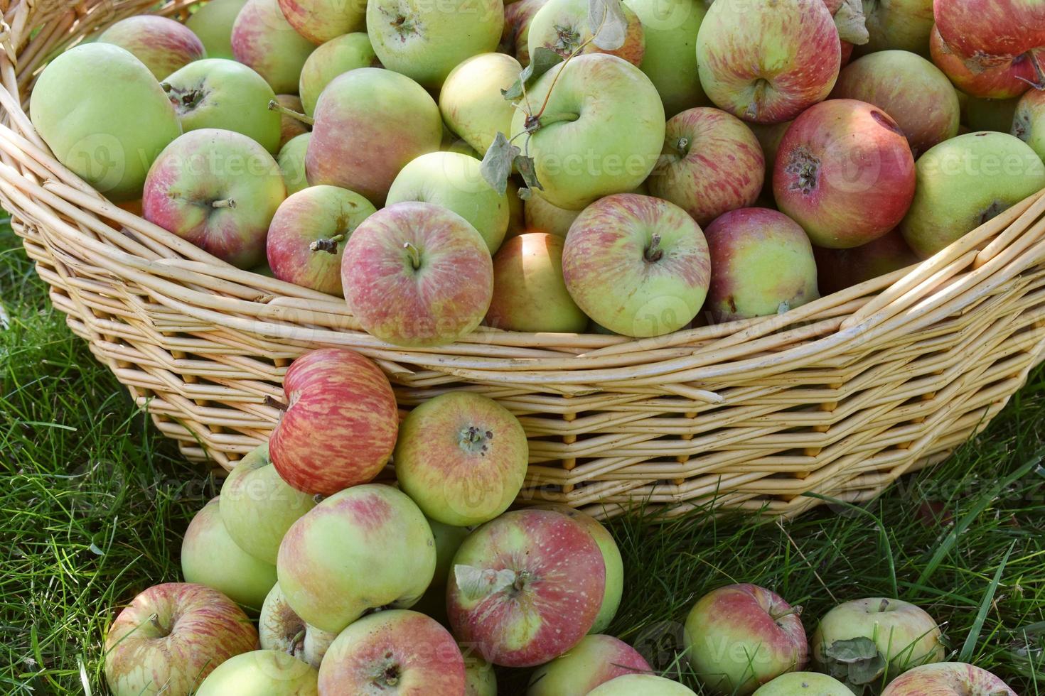 Fall Harvest Basket Of Apples photo