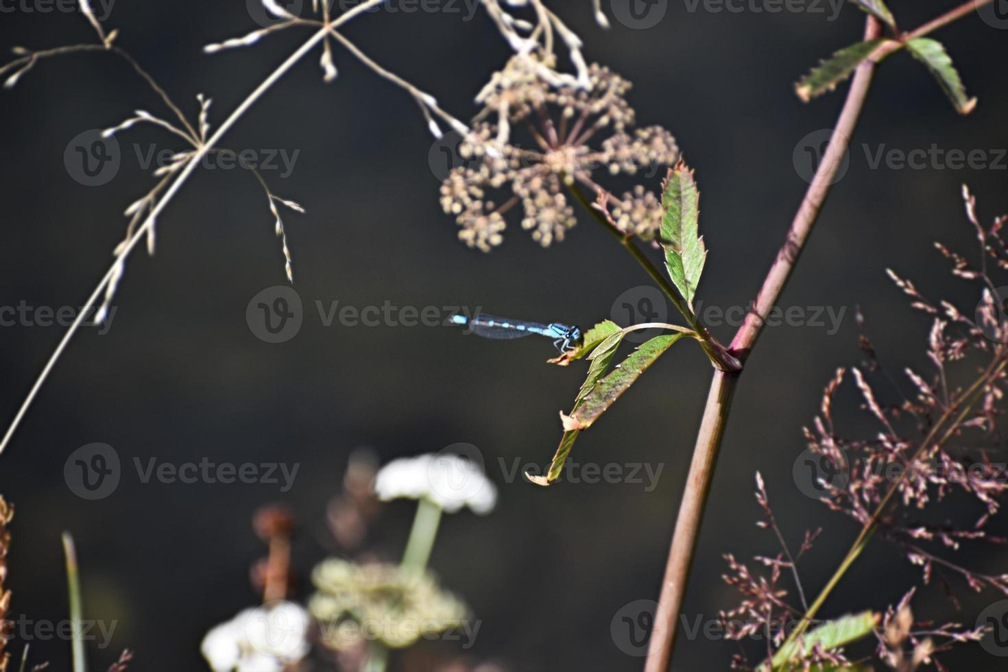 Beautiful Blue Dragonfly On A Wildflower In Yellowstone National Park photo