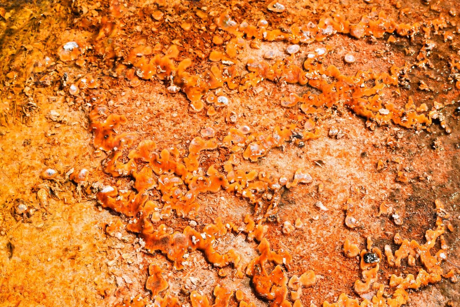 Vibrant Orange Thermal Area In Geyser Basin In Yellowstone National Park photo