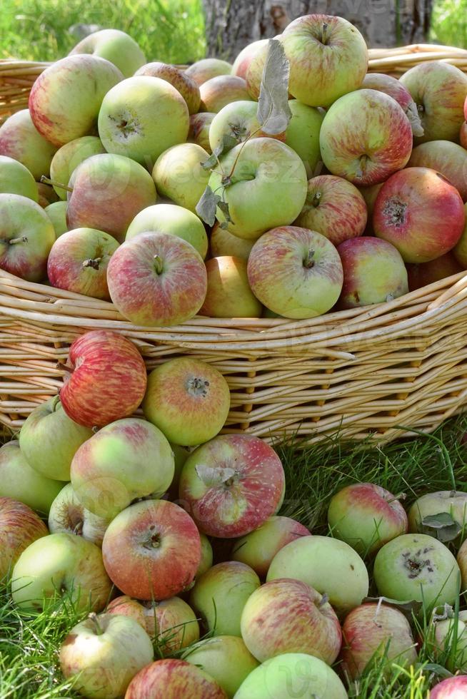 Fall Harvest Overflowing Basket Of Apples photo