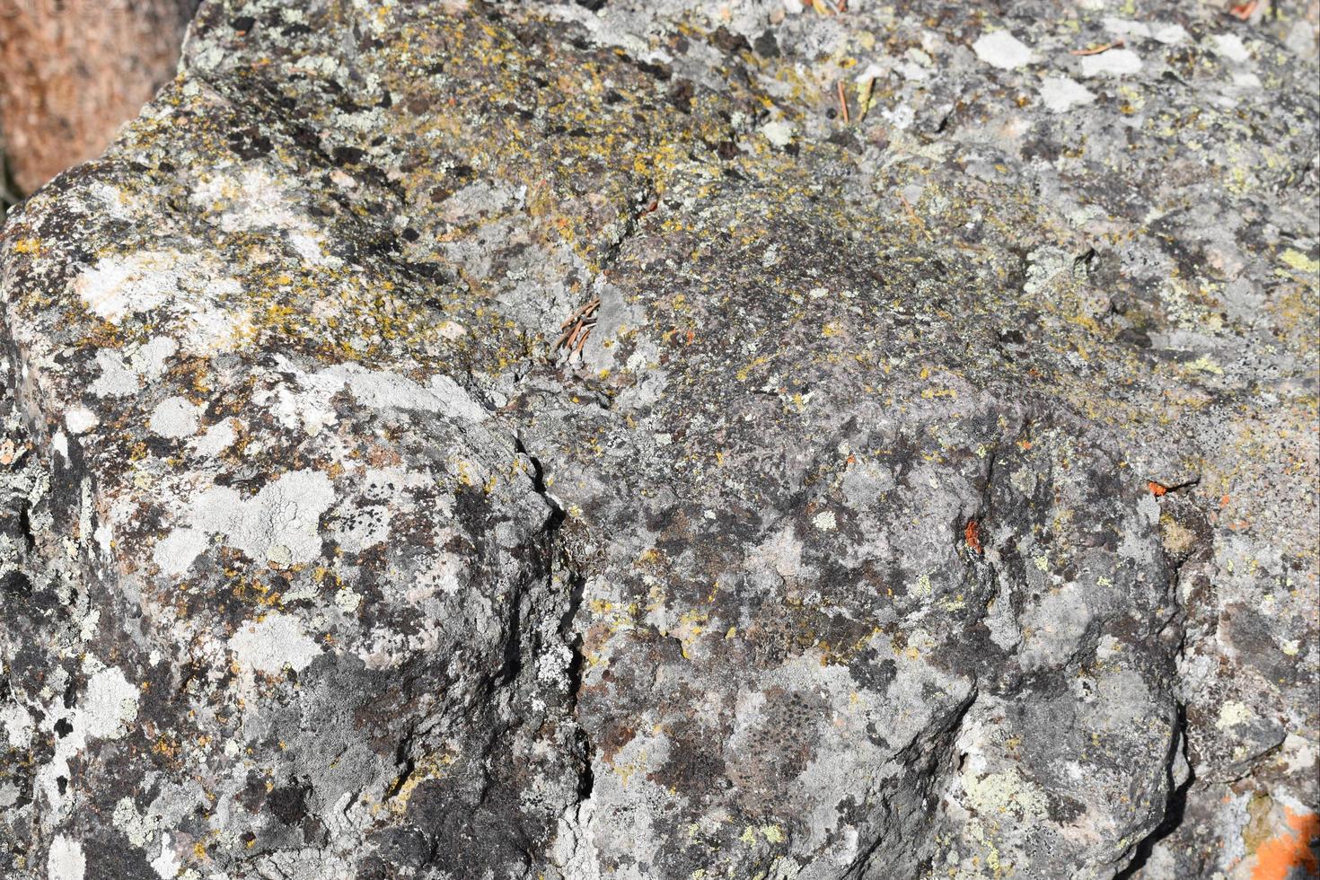 Lichen Growing On A Large Stone In Yellowstone National Park photo