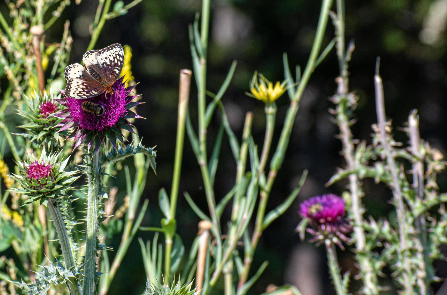 mariposa marrón y blanca descansando sobre una flor silvestre foto