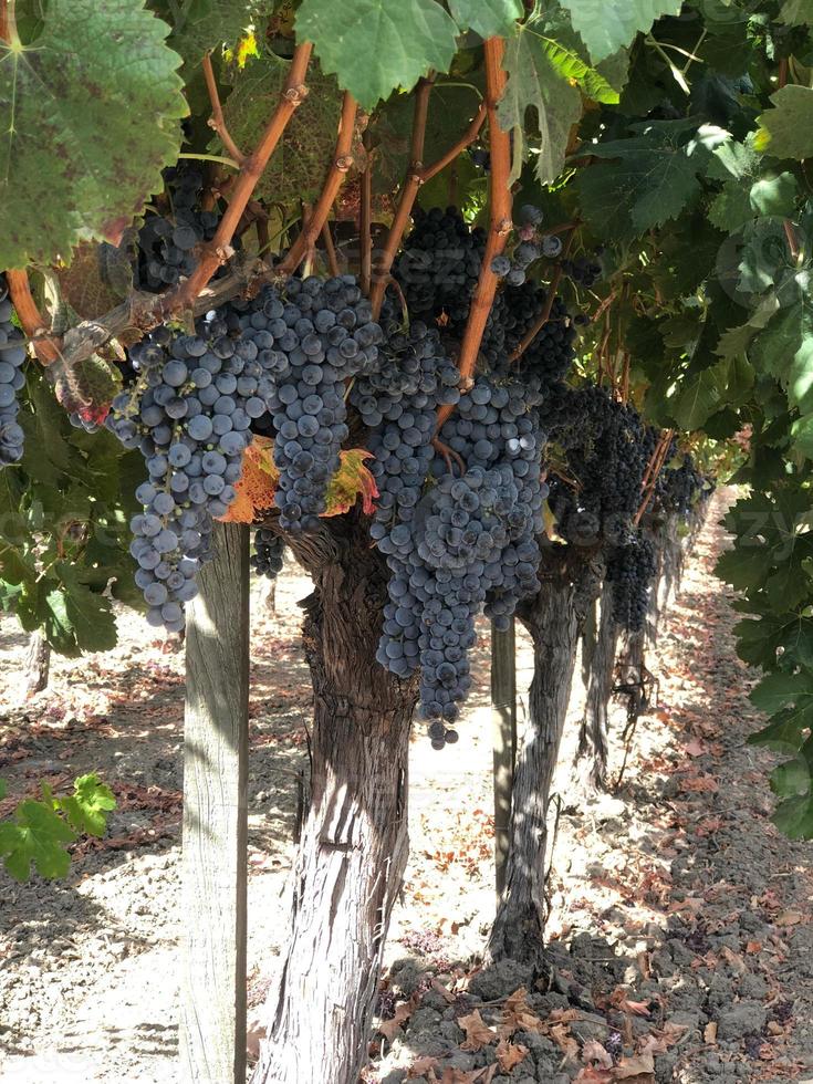 Grapes On The Vine In A California Vineyard photo