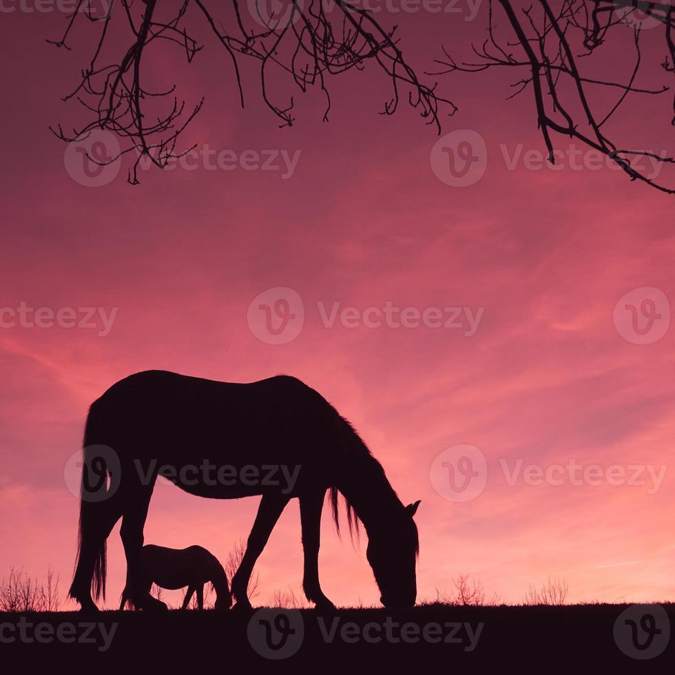 horse silhouette in the countryside and beautiful sunset background photo