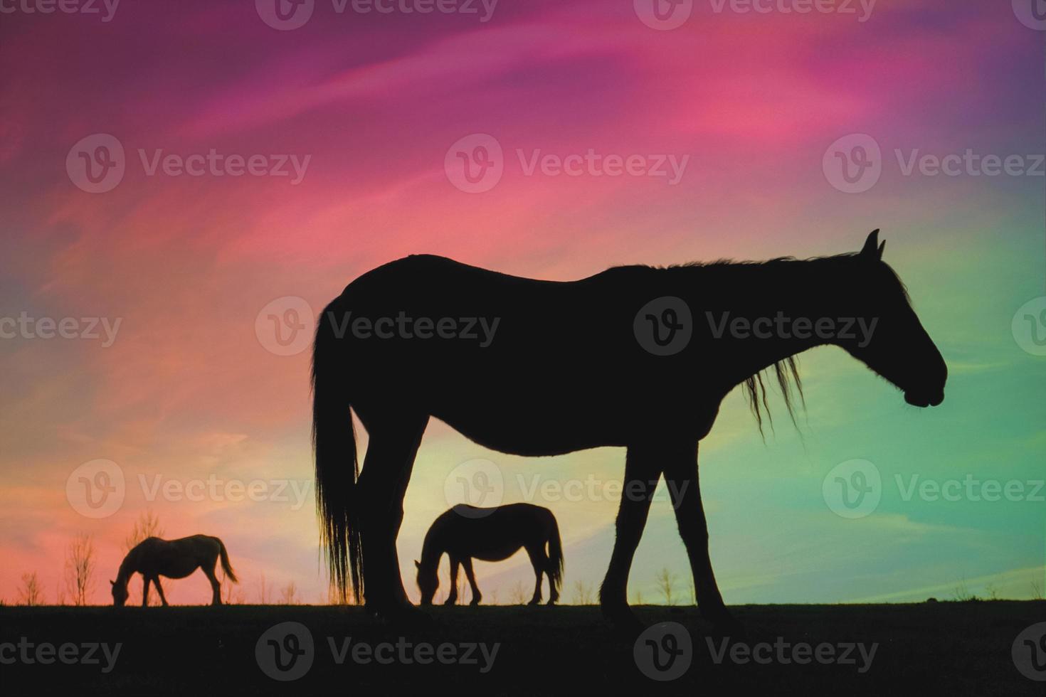 horse silhouette in the countryside and beautiful sunset background photo