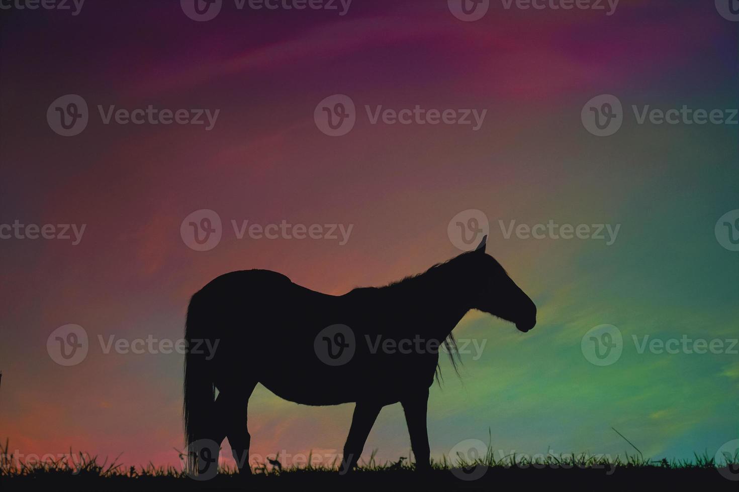 horse silhouette in the countryside and beautiful sunset background photo