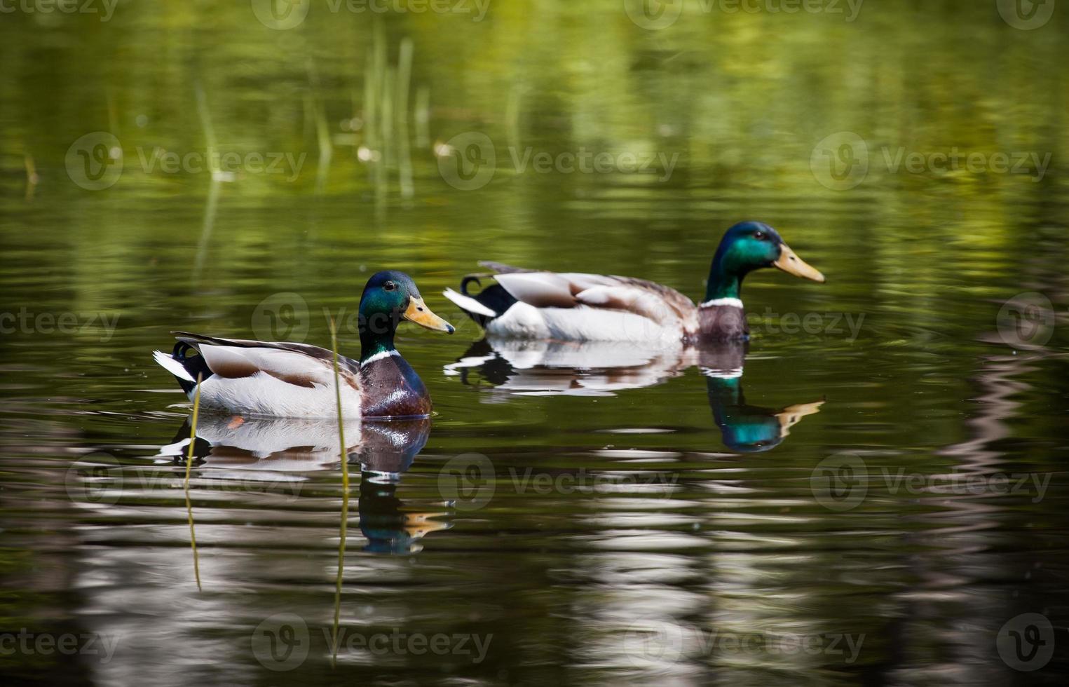 wild duck swims in the lake photo