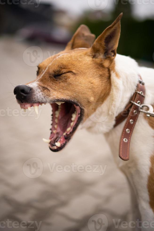 the dog yawns with its mouth wide open photo
