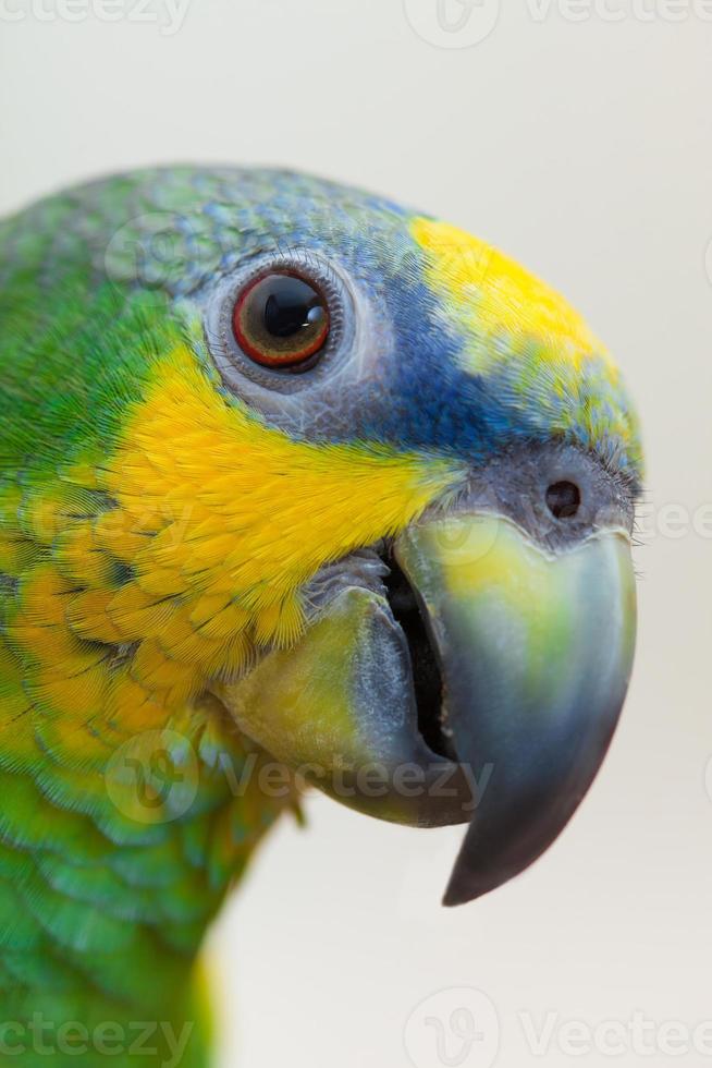 Amazon green parrot eating a nut walnut close up photo