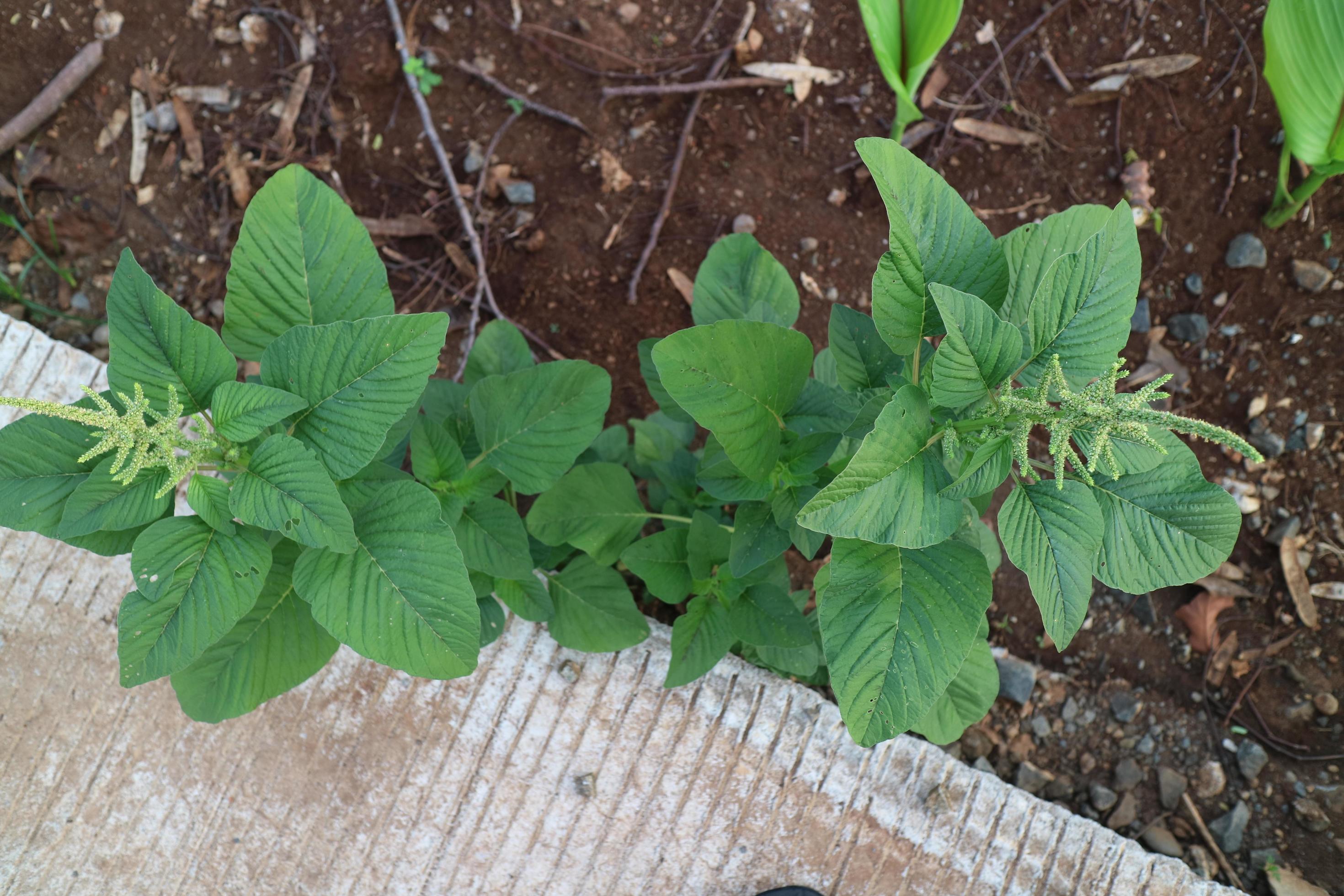 Green wild spinach plant by the roadside 12419032 Stock Photo at Vecteezy