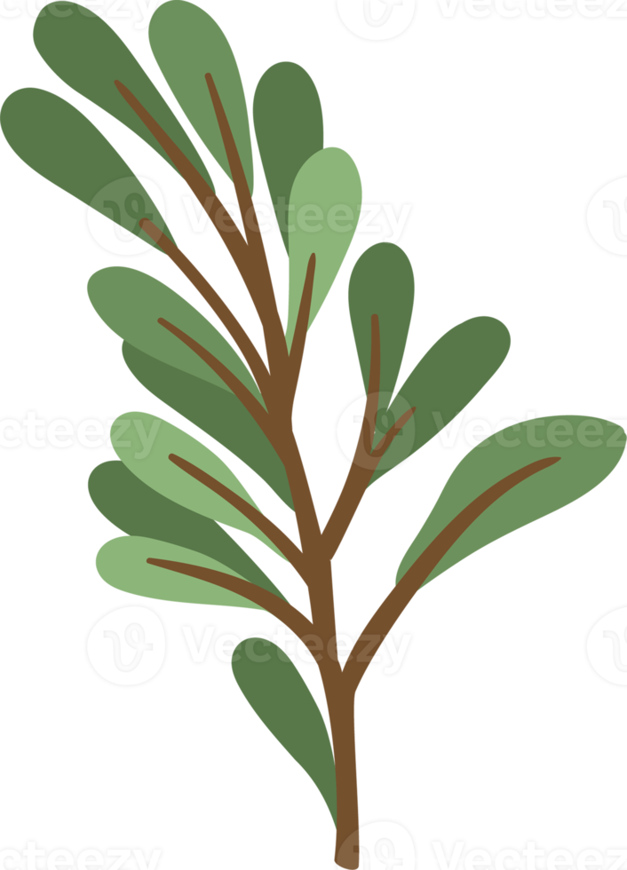 Floral element. Twig with leaves png