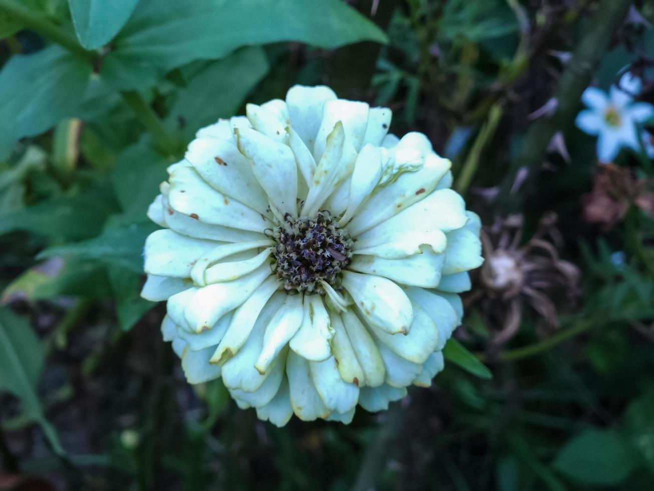 The white flower is taken in a detailed position with a natural green leaf background texture photo