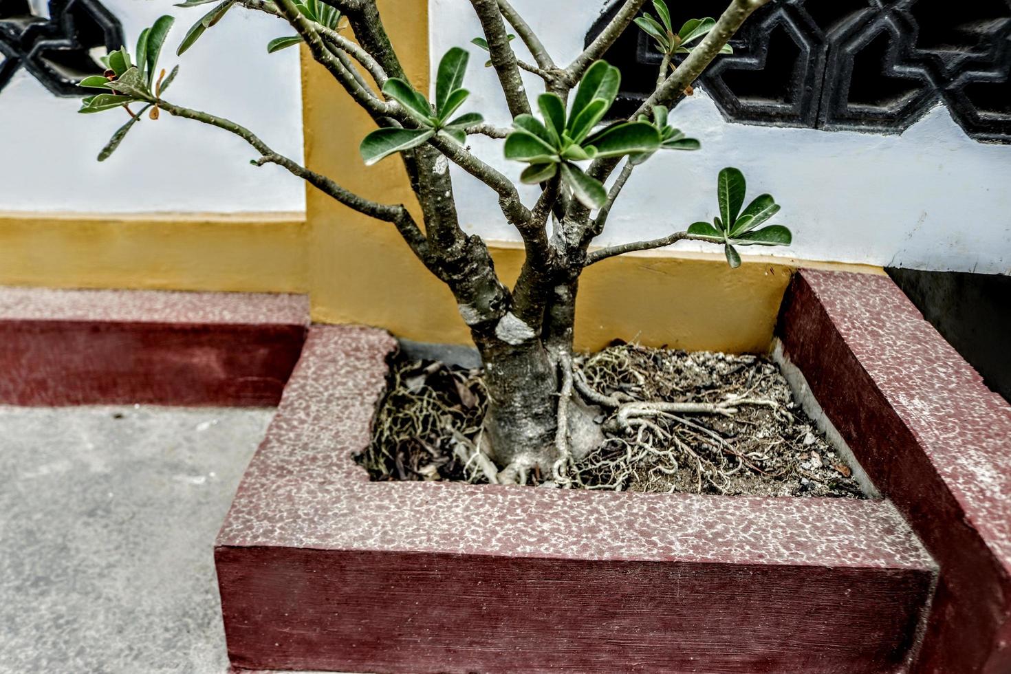 Creative layout of close-up flower tree root taking with natural detail background texture photo
