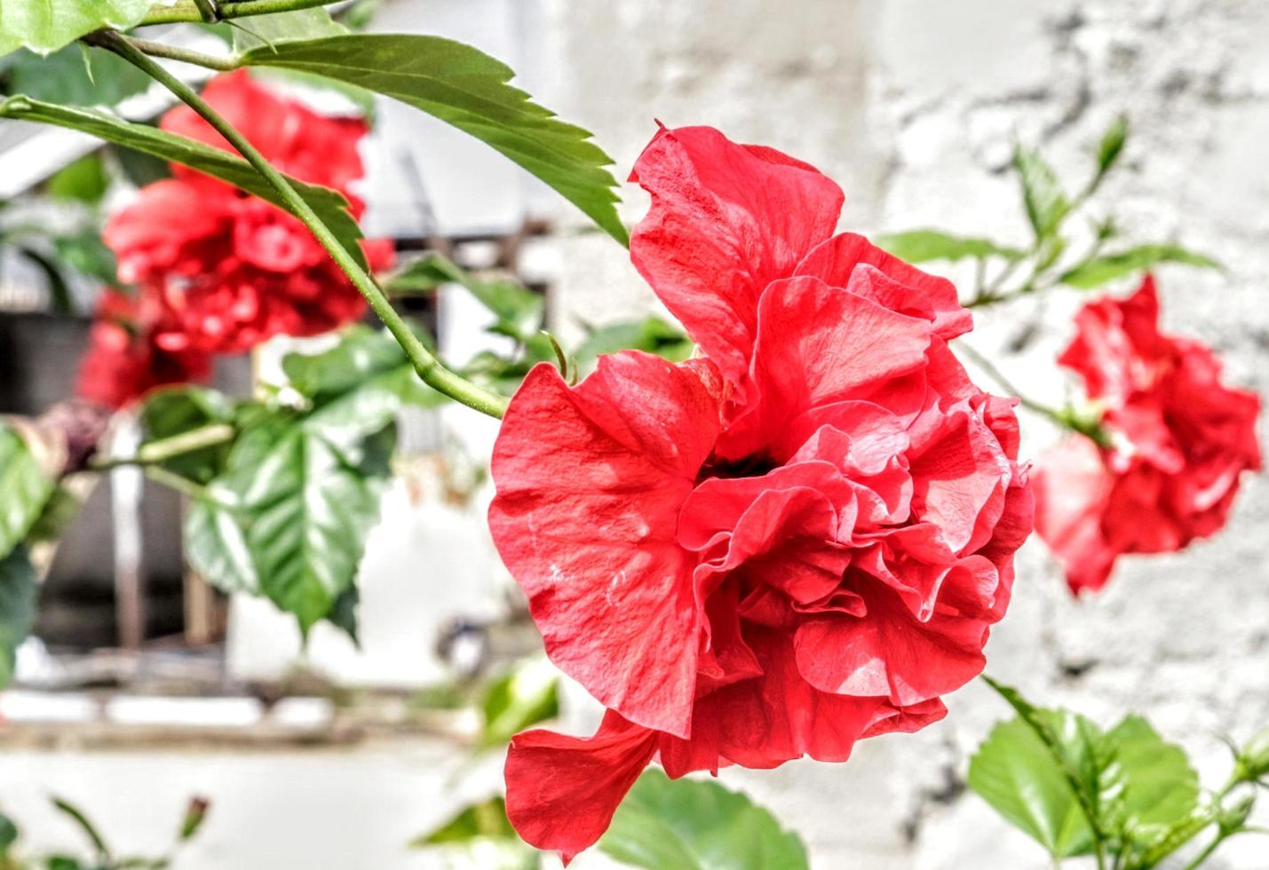 The red shoe flower grows fresh, beautiful, blooms with a natural green leaf background texture photo