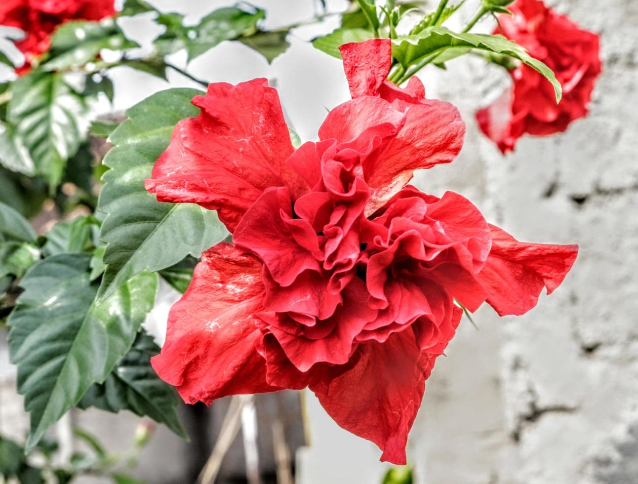 The red shoe flower grows fresh, beautiful, blooms with a natural green leaf background texture photo