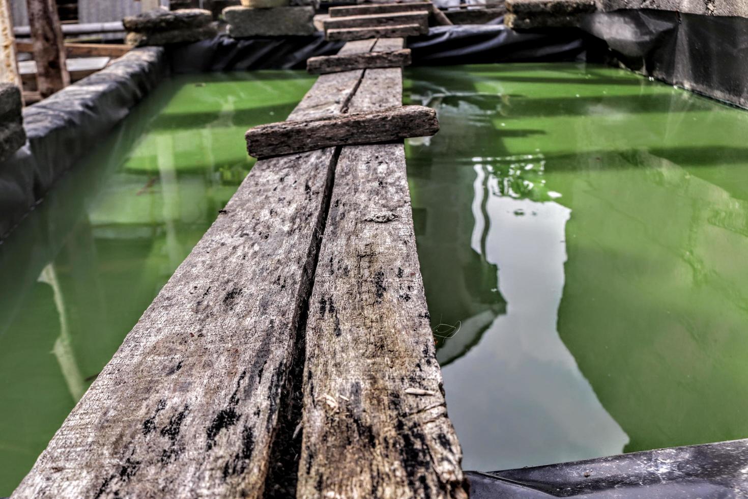 puente de madera sobre el agua cruce de mascotas de color verde foto