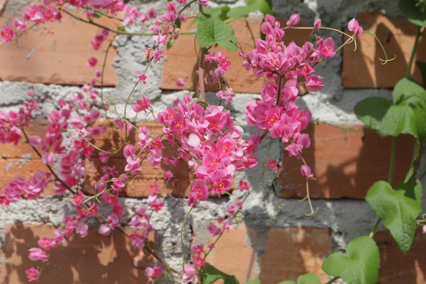 Creative layout taken from the textured background of green leaves and pink flowers, Lying flat, With a natural concept photo