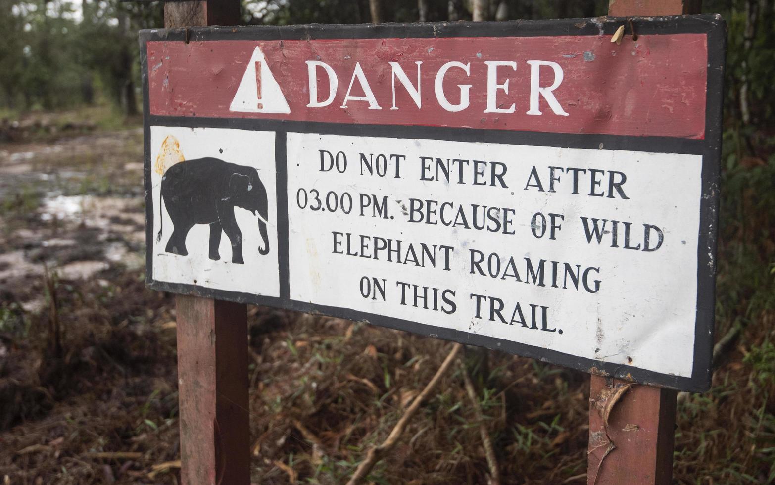 Beware of wild elephants Danger Wild animal sign in the forest photo