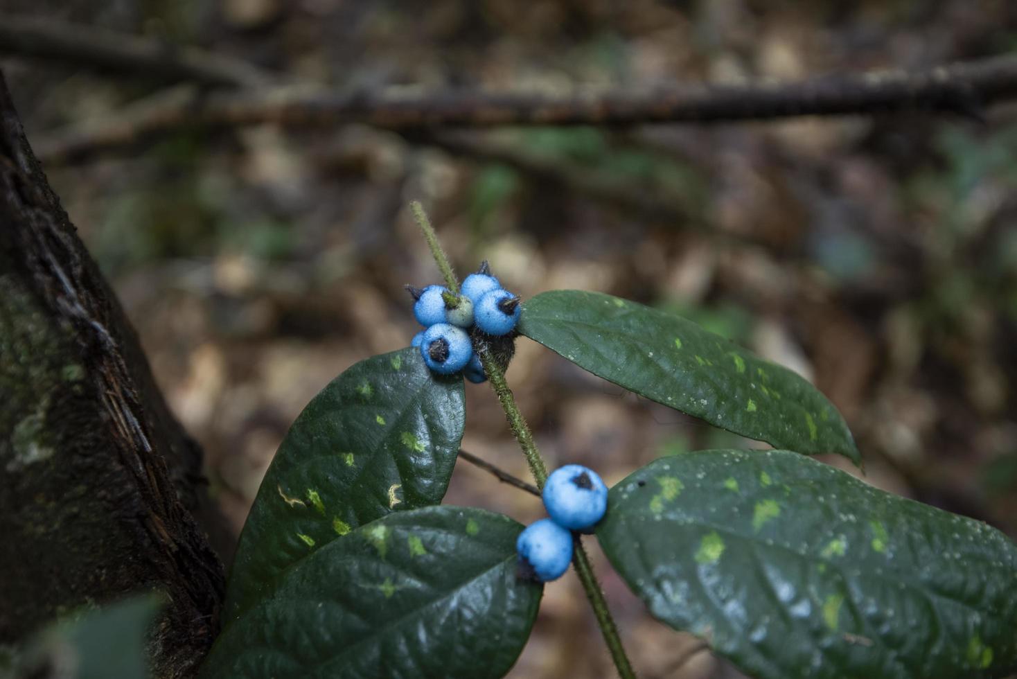 Wild blueberry summer forest asian berry on plant tree nature fruit photo