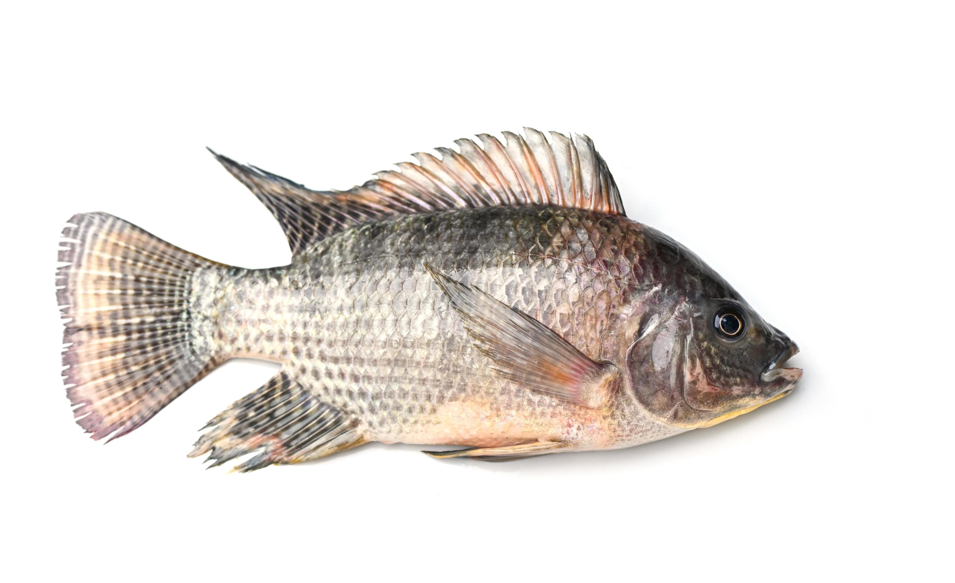 Mahi Mahi Vs Tilapia: Which Fish Reigns Supreme? - jhmvlir