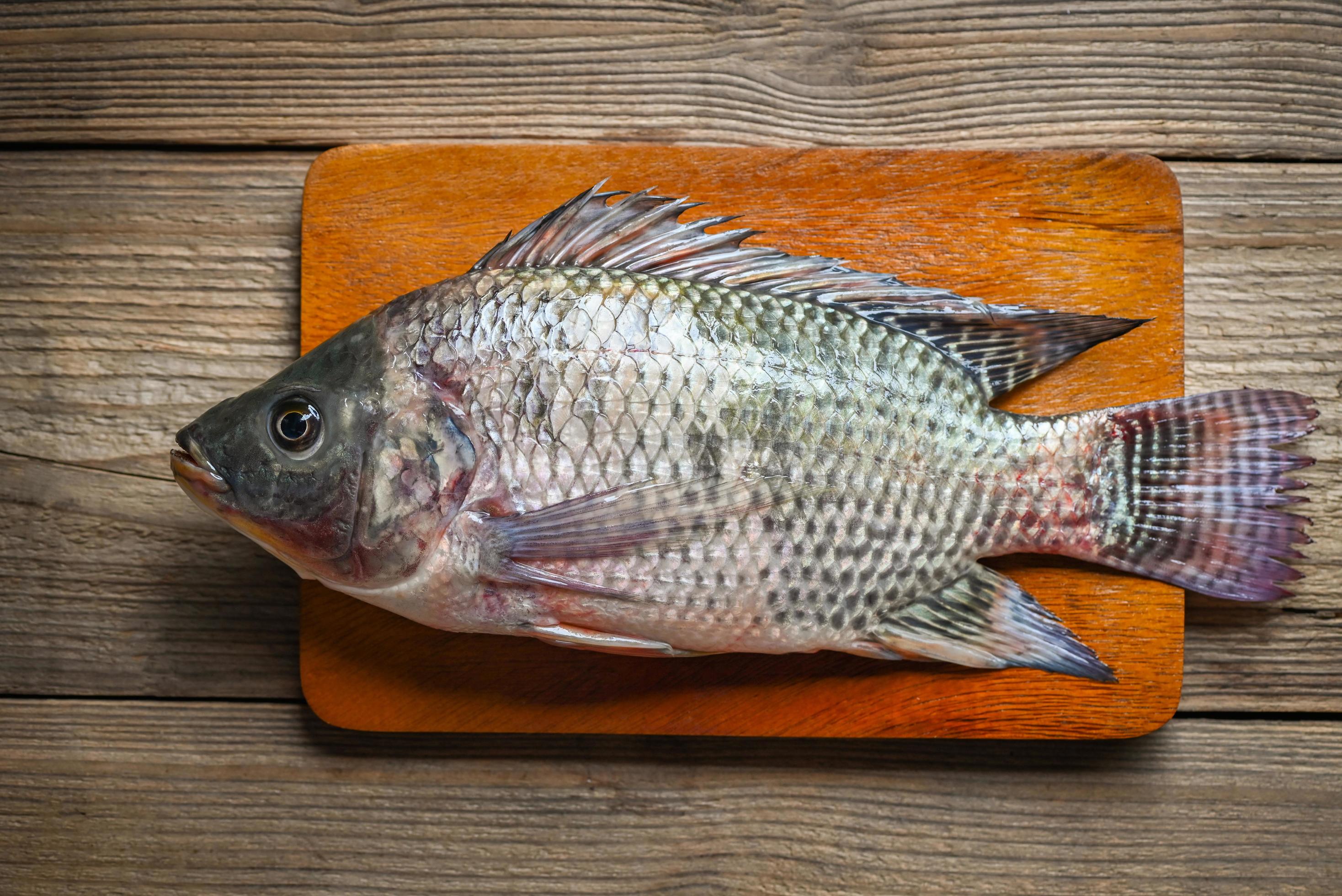 Tilapia on wooden cutting board background, Fresh raw tilapia fish from ...