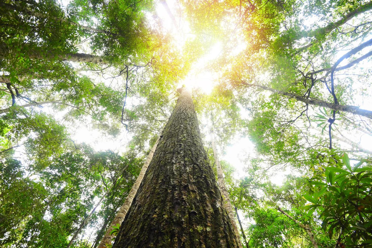 Green jungle tree with green leaves and sun light and plant detail nature in the forest look under tree - beautiful bottom view to the tree top photo