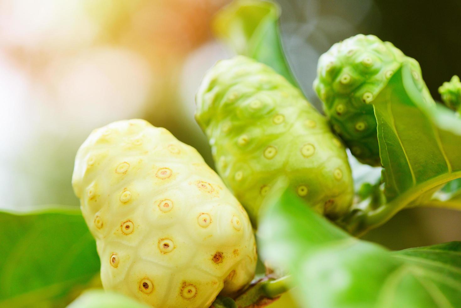 noni fruit on the noni tree in the nature green background - fresh ripe and raw noni , Great morinda Noni or Morinda citrifolia photo