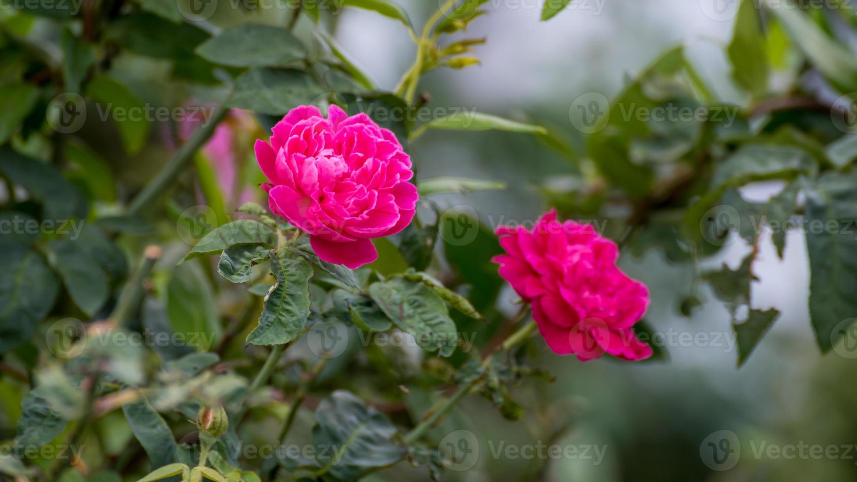 pink rose flower blooming in the garden photo