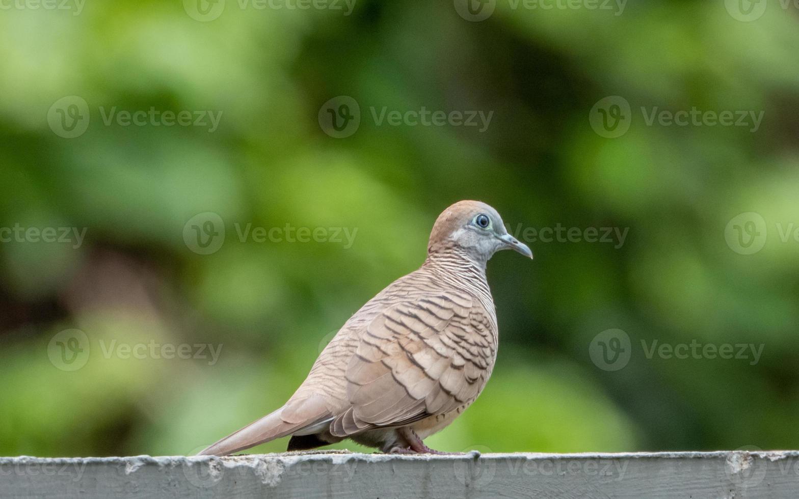 Zebra Dove, Barred Ground Dove, Peaceful Dove stand on the fence photo