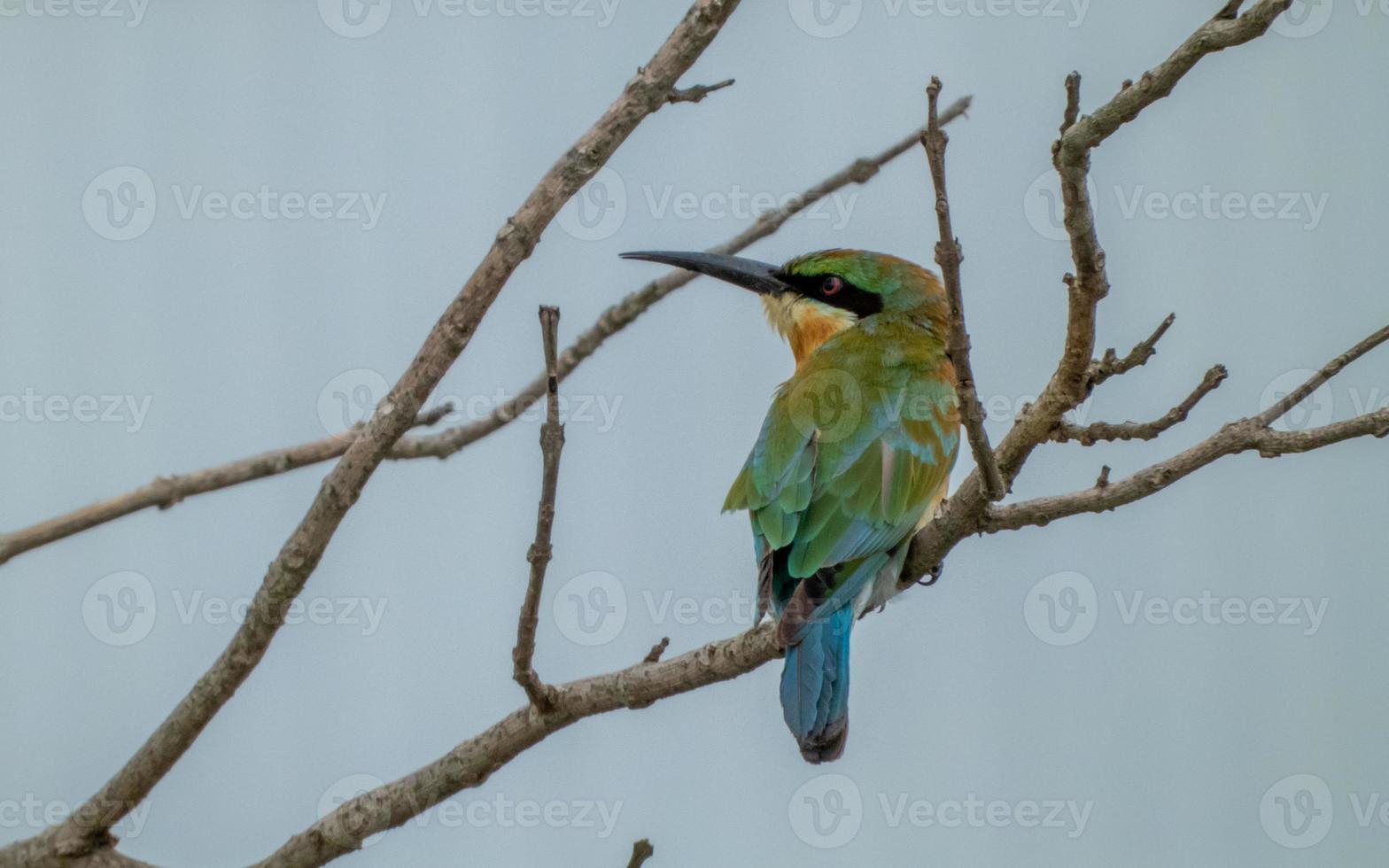 Chestnut headed Bee eater perched on tree in the garden photo