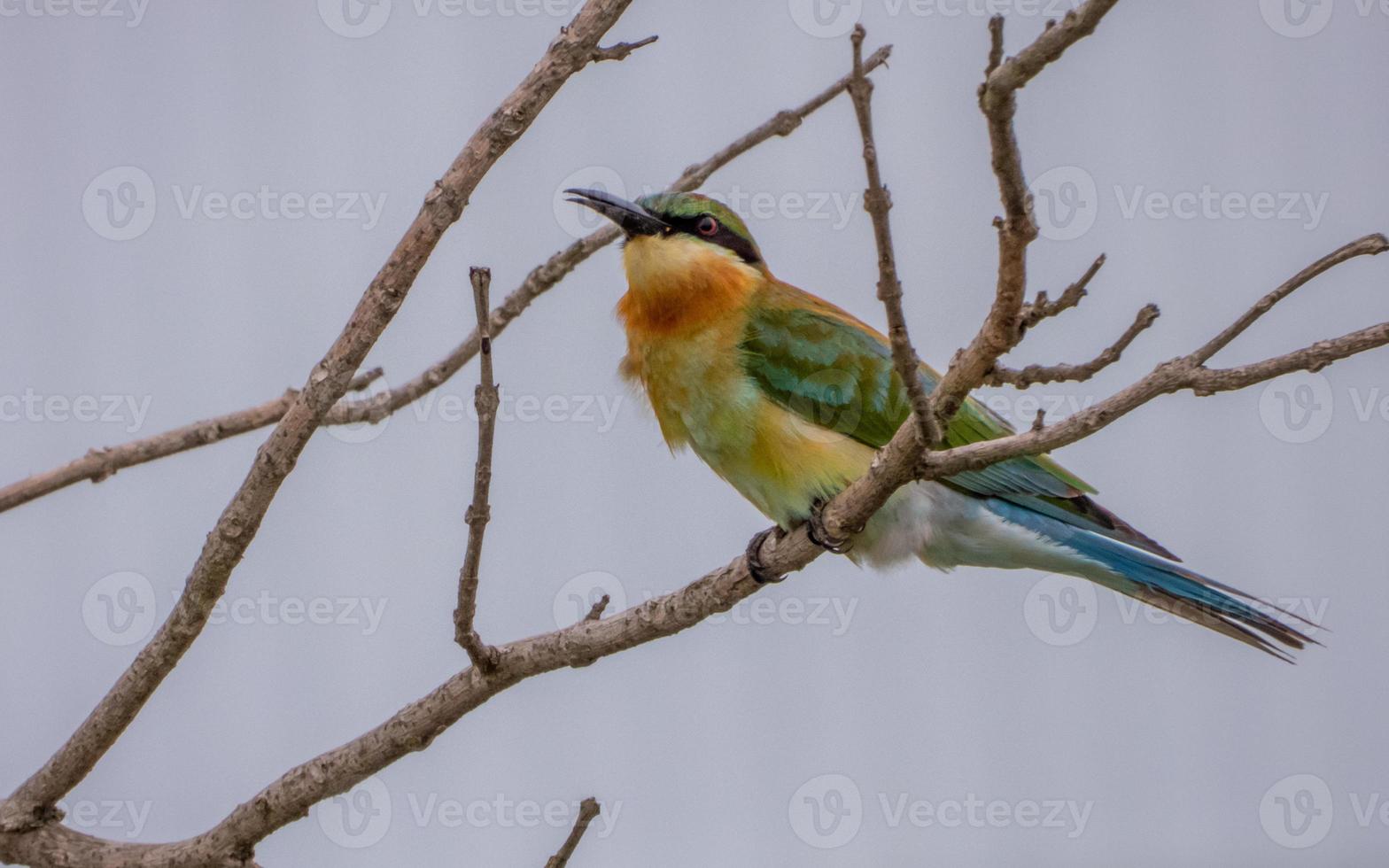 Chestnut headed Bee eater perched on tree in the garden photo