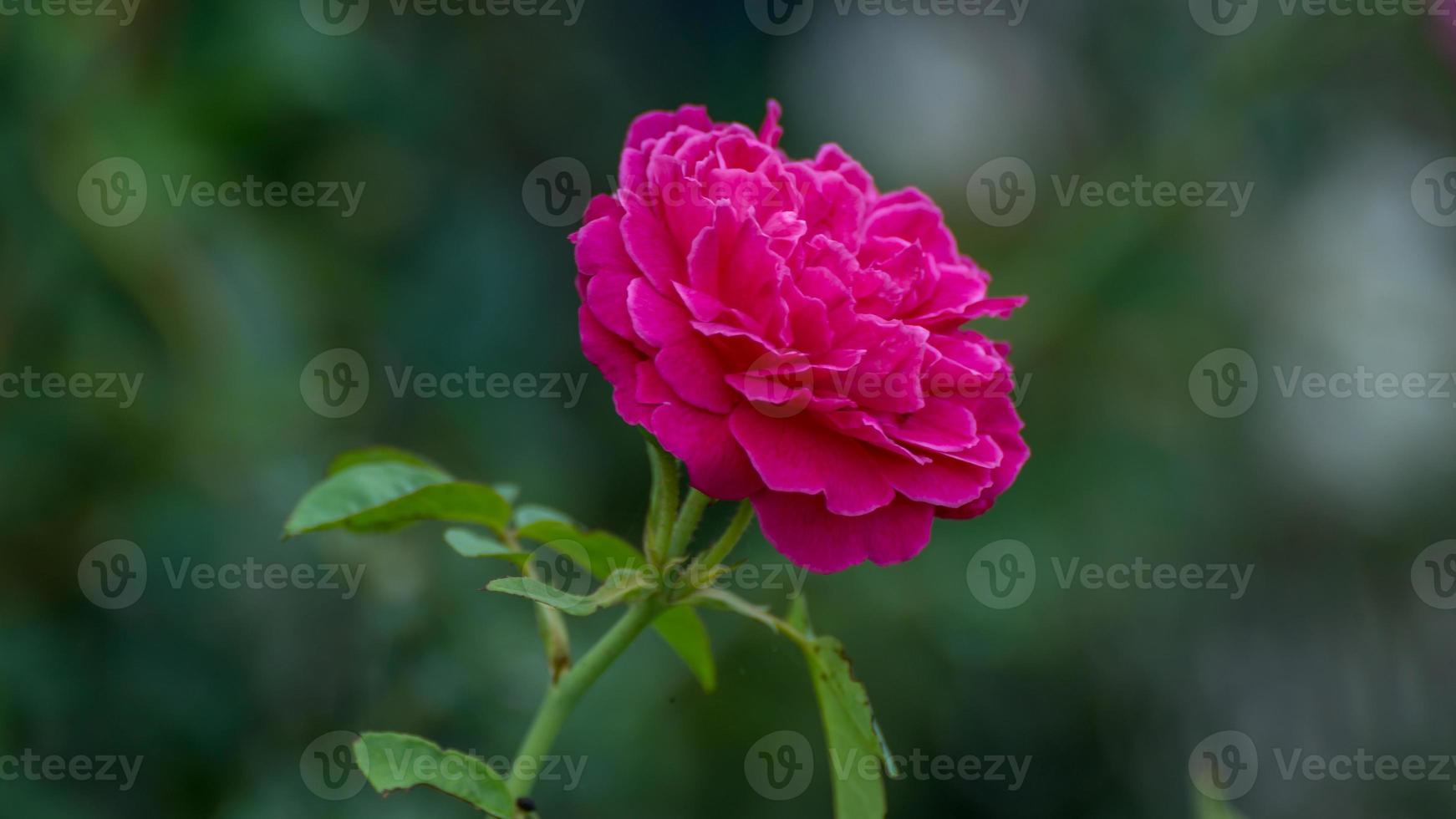 rose flower blooming in the garden photo