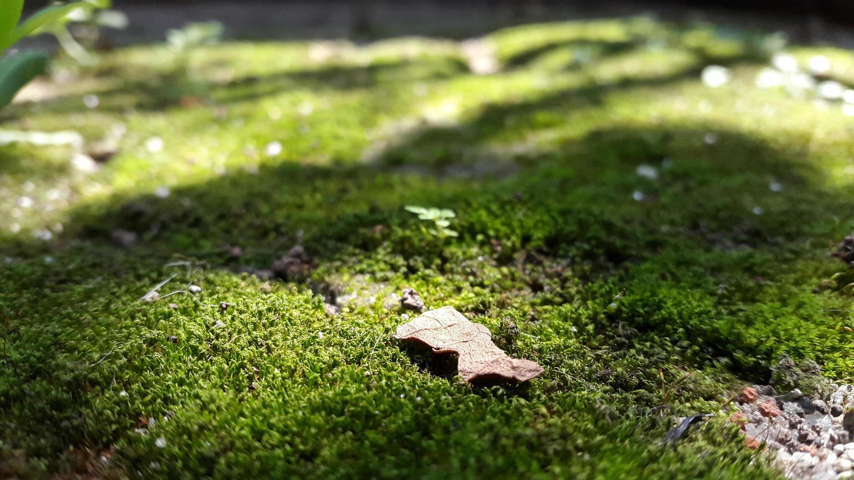 green moss surface covered by shadow photo