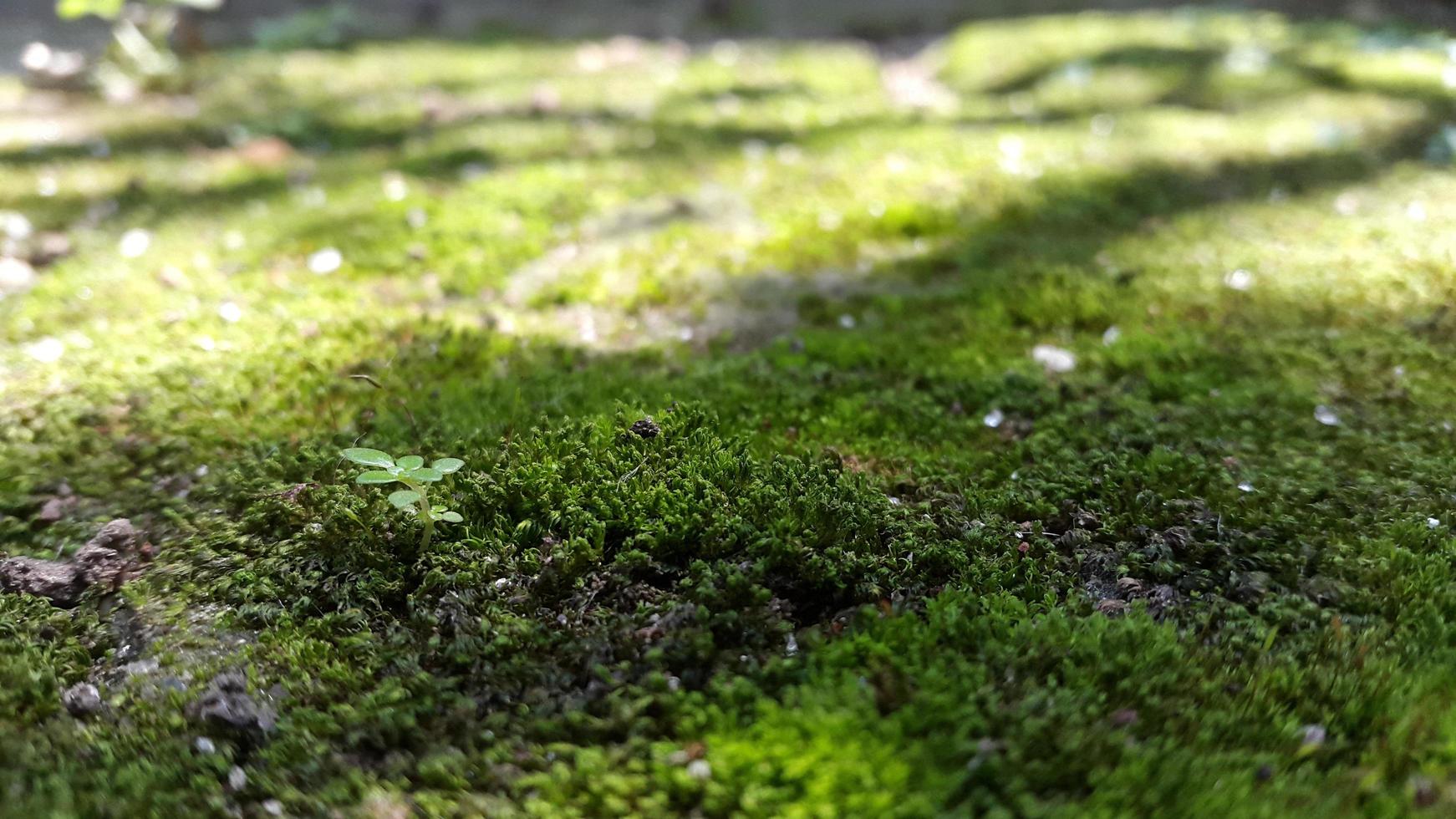 superficie de musgo verde cubierta por la sombra foto