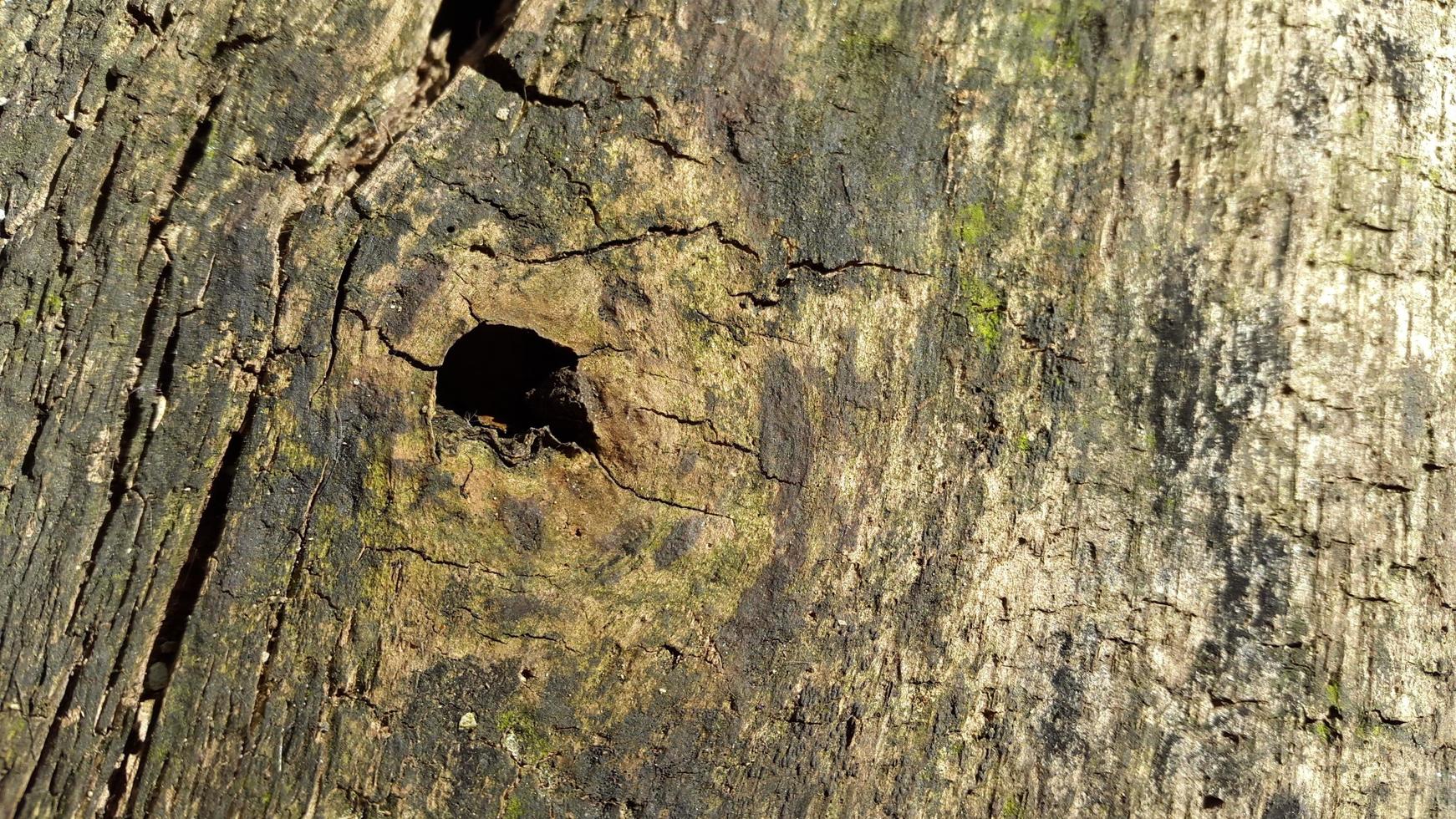 The surface of the weathered wood with holes is brown photo