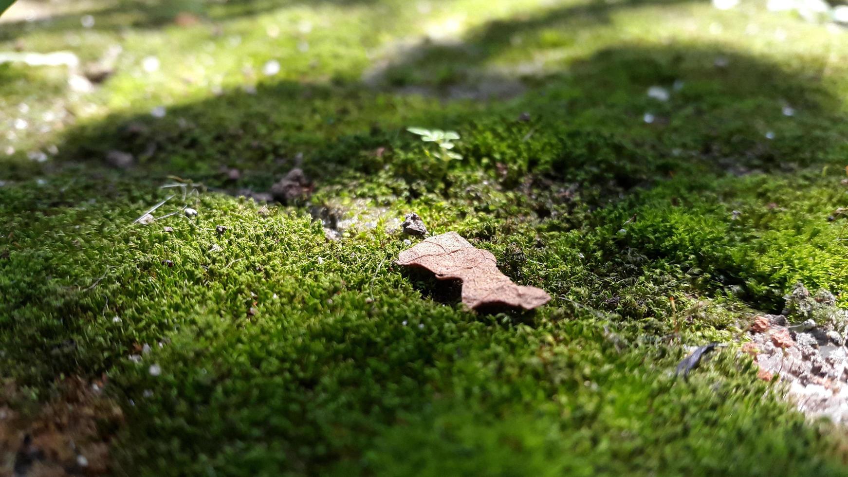 green moss surface covered by shadow photo