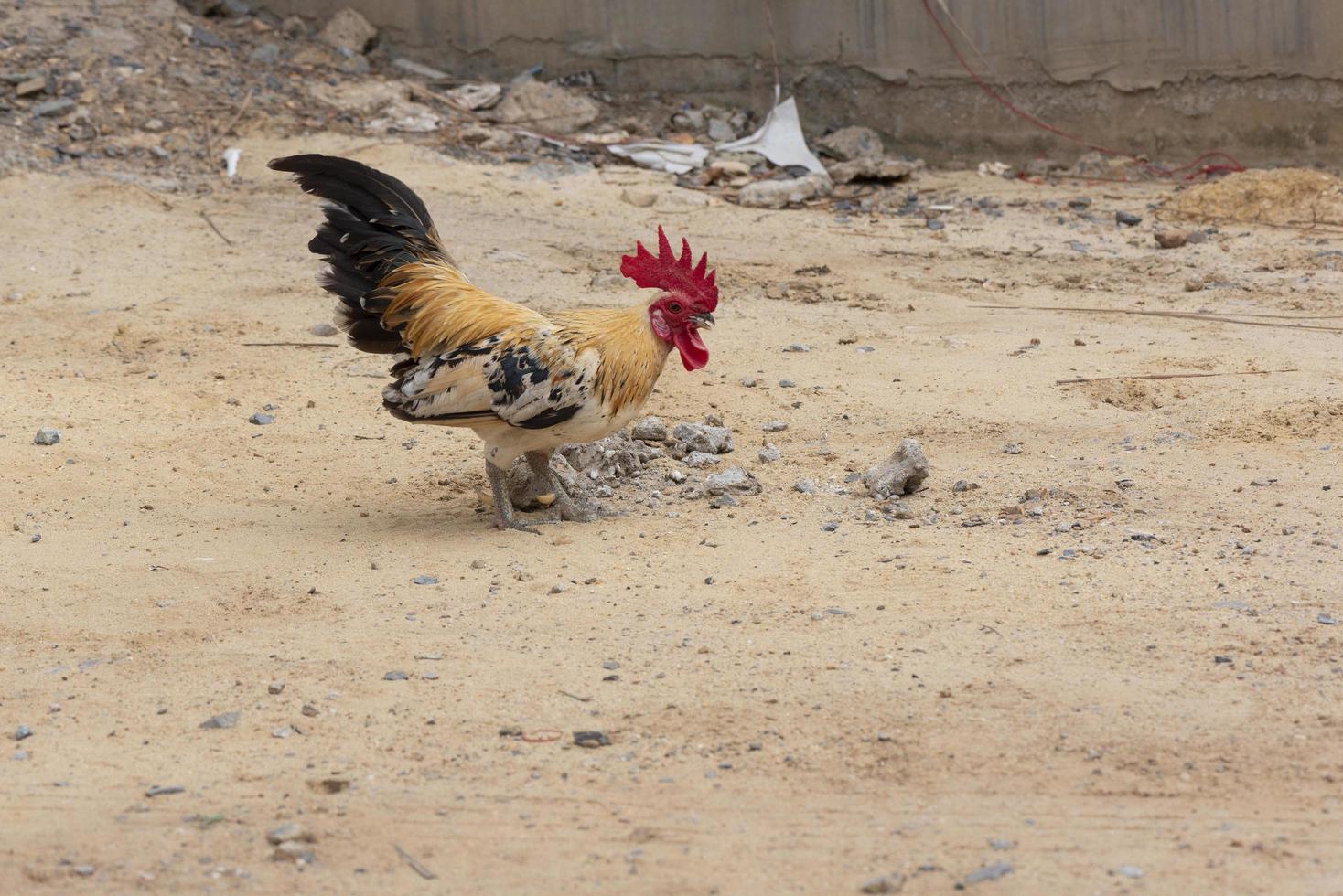 A rooster standing on the sidewalk photo