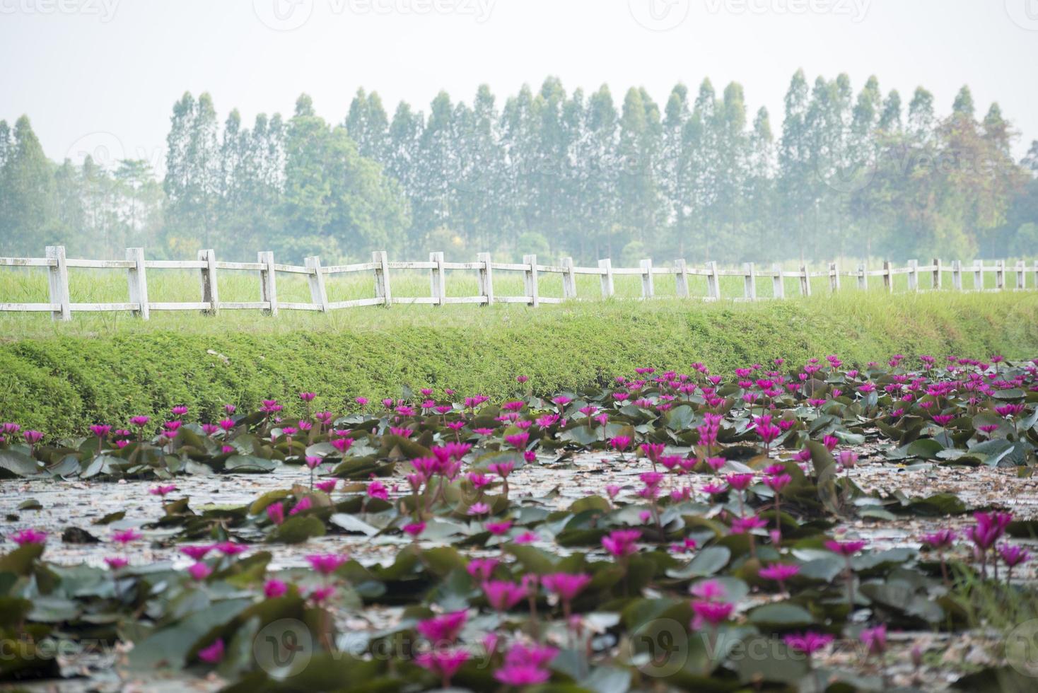 Beautiful pink lotus in the pond photo