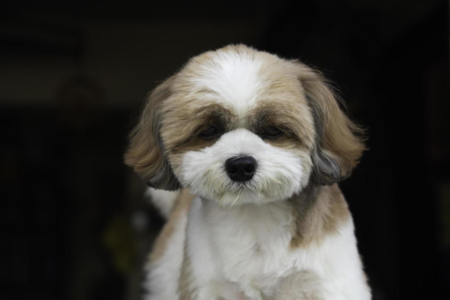 un pequeño y lindo perro shih tzu marrón sentado al aire libre foto