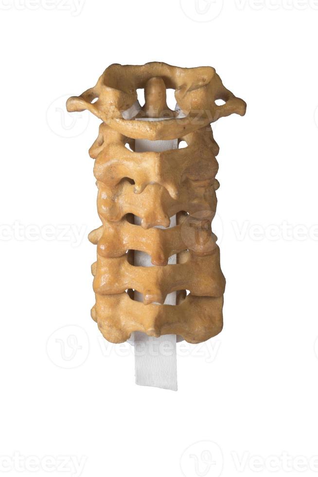 modelo de columna cervical humana artificial foto
